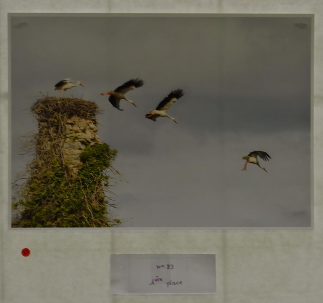 La photo des cigognes remporte la première place.